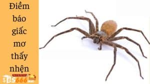 Giải Mã Chi Tiết Về Giấc Mơ Thấy Nhện Cùng Những Con Số Trúng Lớn Giải Mã Chi Tiết Về Giấc Mơ Thấy Nhện Cùng Những Con Số Trúng Lớn