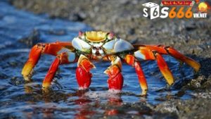 Giải Mã Chi Tiết Về Giấc Mơ Thấy Bắt Cua Cùng Với Nhà Cái s666vn Giải Mã Chi Tiết Về Giấc Mơ Thấy Bắt Cua Cùng Với Nhà Cái s666vn