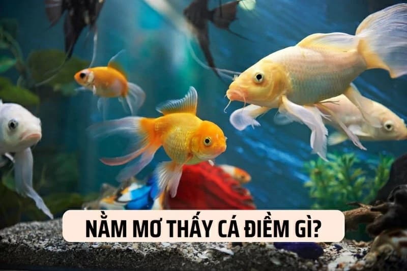 Mơ bắt cá bằng tay đánh con gì sẽ may mắn với anh em