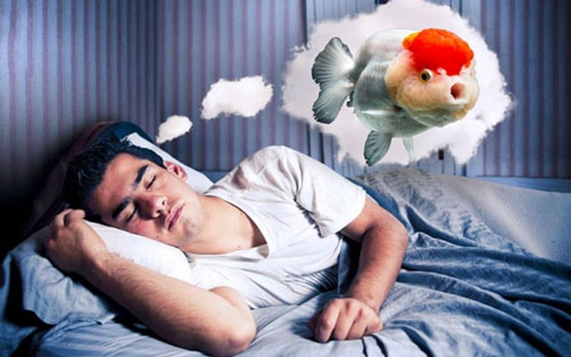 Mơ bắt cá bằng tay đánh con gì sẽ may mắn với anh em