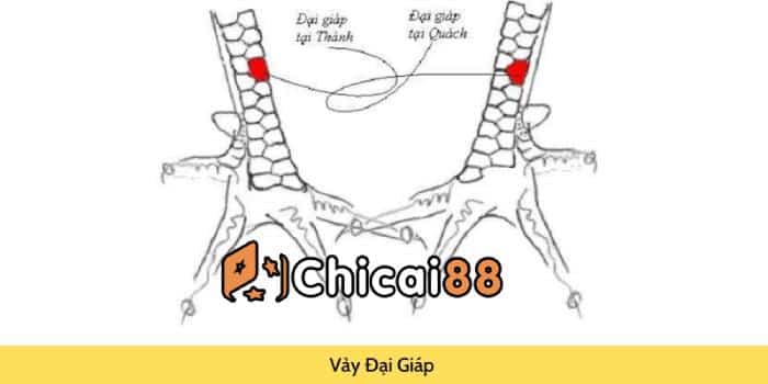 Đá Gà Trực Tiếp - Xem Đá Gà Trực Tiếp Ở Đâu?