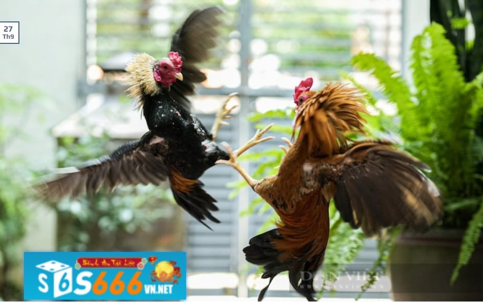 Xem đá gà trực tiếp tại s666 với những hiệp đấu gay cấn ly kỳ Xem đá gà trực tiếp tại s666 với những hiệp đấu gay cấn ly kỳ