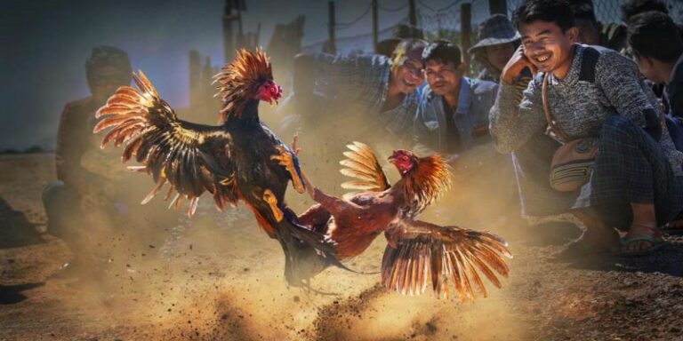 Đá gà ăn tiền S666 – Sảnh chơi cực hấp dành cho các kê thủ Đá gà ăn tiền S666 – Sảnh chơi cực hấp dành cho các kê thủ