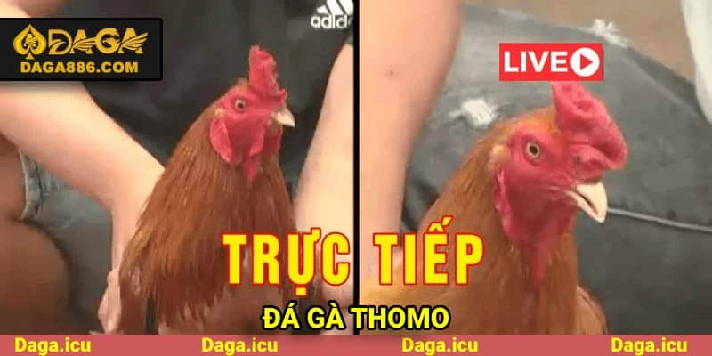 Thomo - một thiên đường giải trí và cá cược