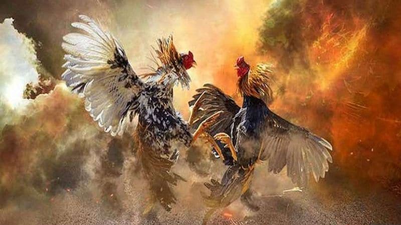 Hướng dẫn đá gà S66 mới nhất 2024 Hướng dẫn đá gà S66 mới nhất 2024