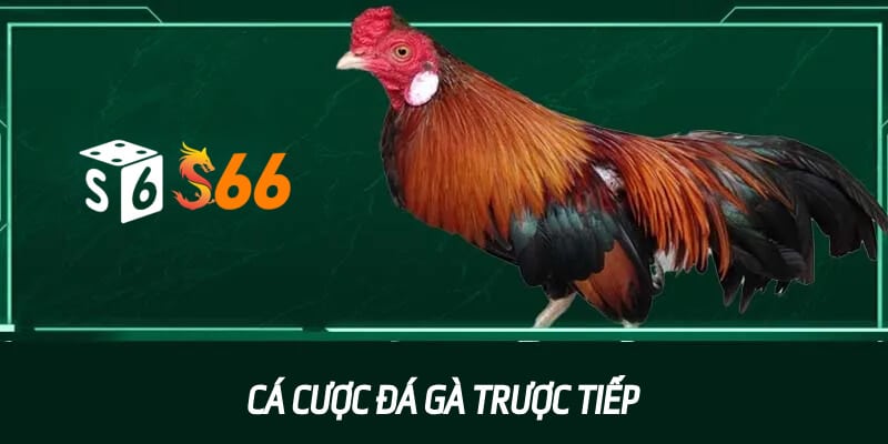 Cá Cược Đá Gà Trực Tiếp Tại S666 – Sức Hút Khó Cưỡng Lại
