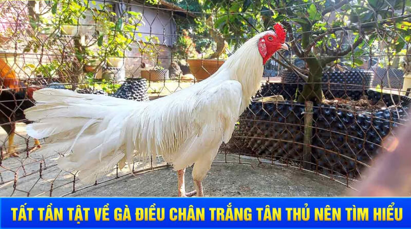 Gà Điều Chân Trắng – Chia Sẻ Bí Quyết Nhận Biết Giống Gà Chuẩn Gà Điều Chân Trắng – Chia Sẻ Bí Quyết Nhận Biết Giống Gà Chuẩn